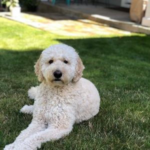 Meet your Posher, Emma